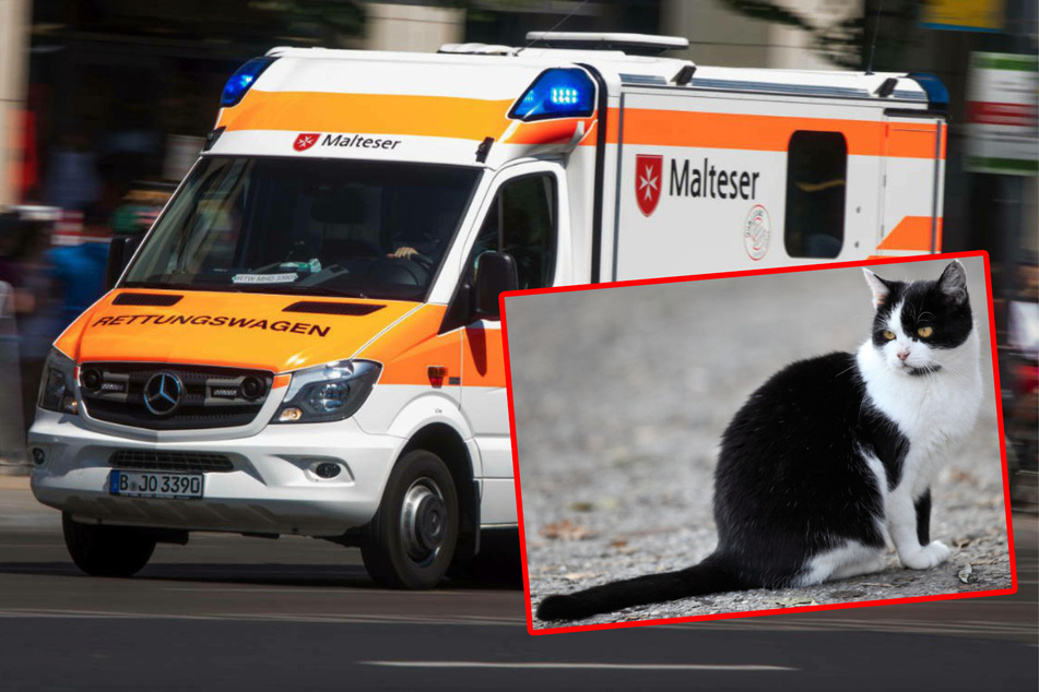 Berliner Autofahrer weicht Katze auf Usedom aus und kracht gegen Betonmast