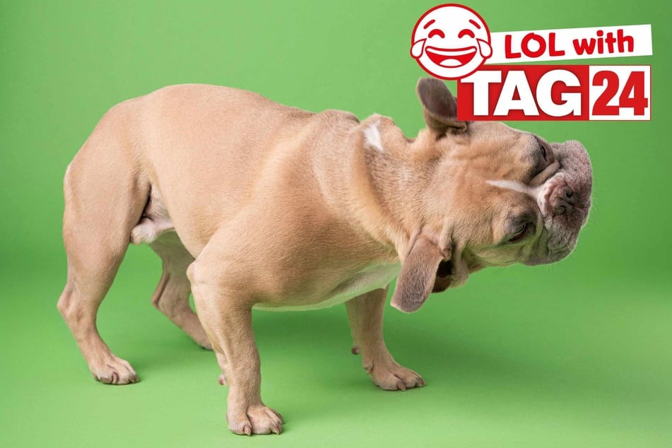 Joke of the Night for March 24, 2026: A flea-ting funny!