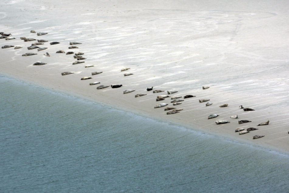 Luftaufnahme: Seehunde liegen im Wattenmeer auf einer Sandbank bei Emden (Niedersachsen).