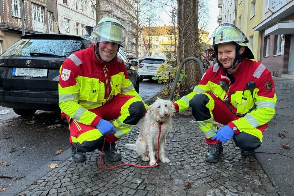 Der Vierbeiner wurde bei dem Feuer in einer Wohnung glücklicherweise nicht verletzt und kam mit einem Schrecken davon.