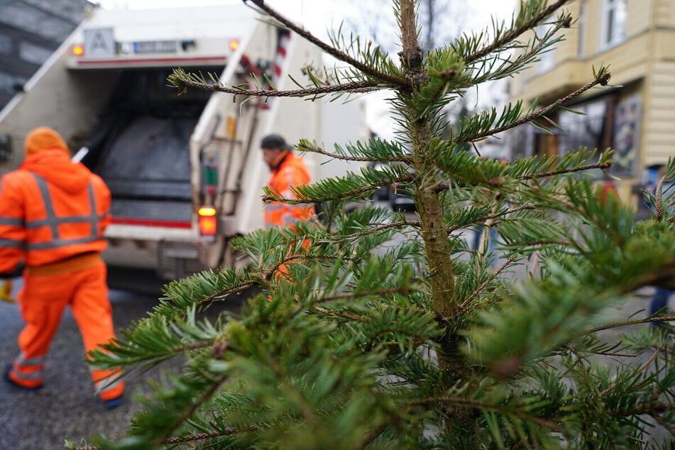 Ist Weihnachten vorbei, wandert der Baum meist wieder aus den eigenen vier Wänden. Leipzigs Stadtreinigung bietet zahlreiche Sammelstellen, wo Ihr die Tanne abgeben könnt.