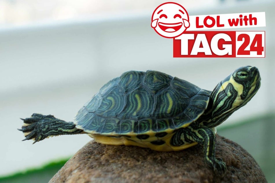 Joke of the Day for October 16, 2025: Animal jokes to crack you up