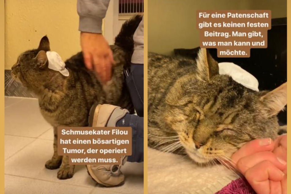 Um Kater Filous Behandlung zu finanzieren, ist das Tierheim Köln-Dellbrück auf der Suche nach Paten.