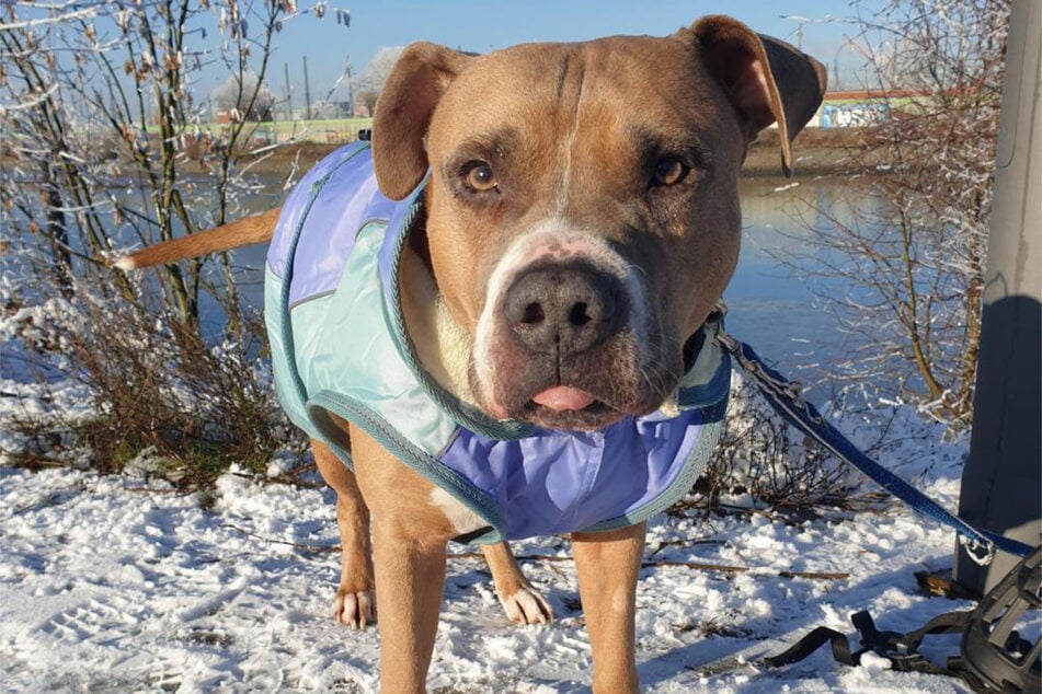 American-Staffordshire-Terrier-Mischling Snoopi aus dem Hamburger Tierheim ist auf der Suche nach einem Altersruhesitz.