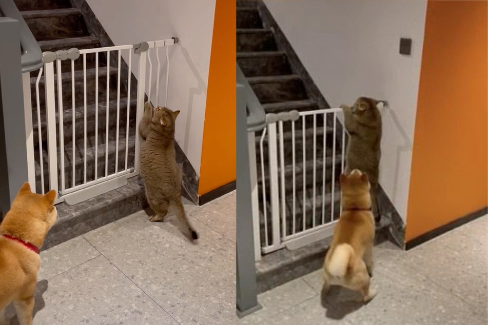 Katze versucht abzuhauen: Was dieser Hund dann macht, ist einfach zum Totlachen