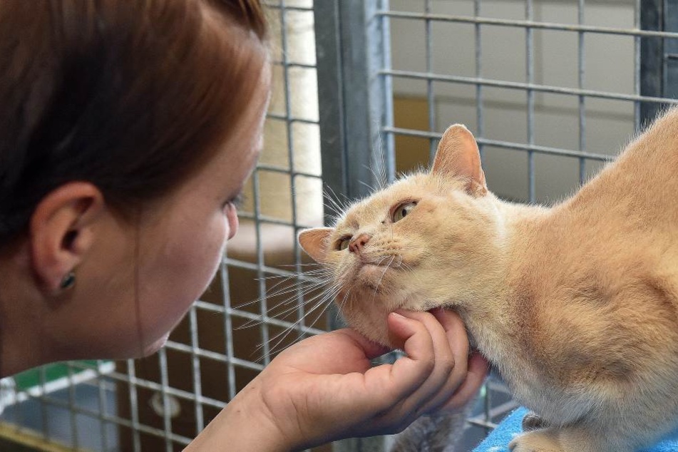 Tierarzthelferin Sarah Förster (29) mit Kater Pedro.