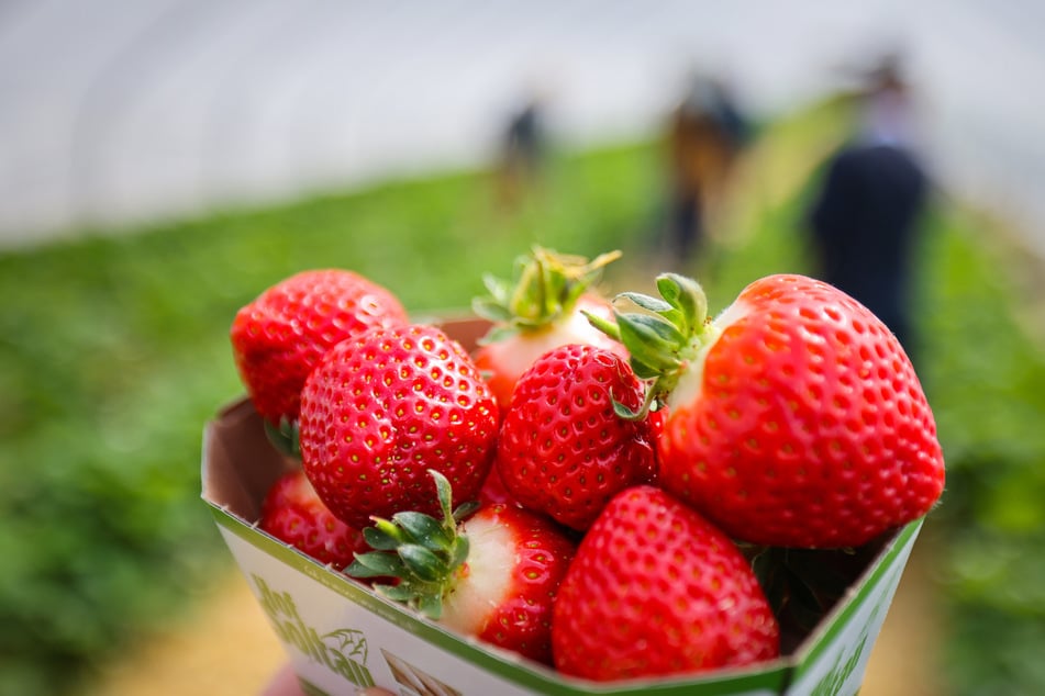 Die Erdbeersaison in Nordrhein-Westfalen wird am Donnerstag (11. Mai) offiziell eröffnet.