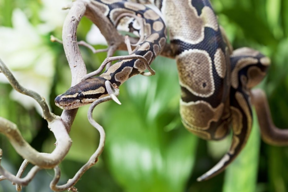 Obwohl Python-Schlangen nicht giftig sind, können sie für Menschen gefährlich werden.