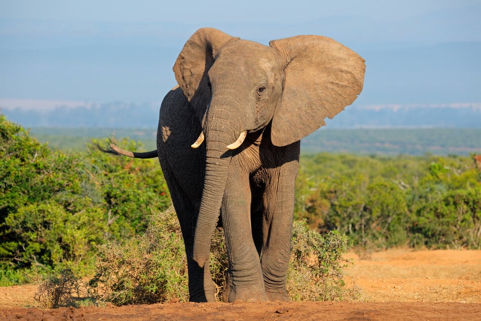 According to estimates, elephants are responsible for around 500 deaths in Africa every year (file photo).