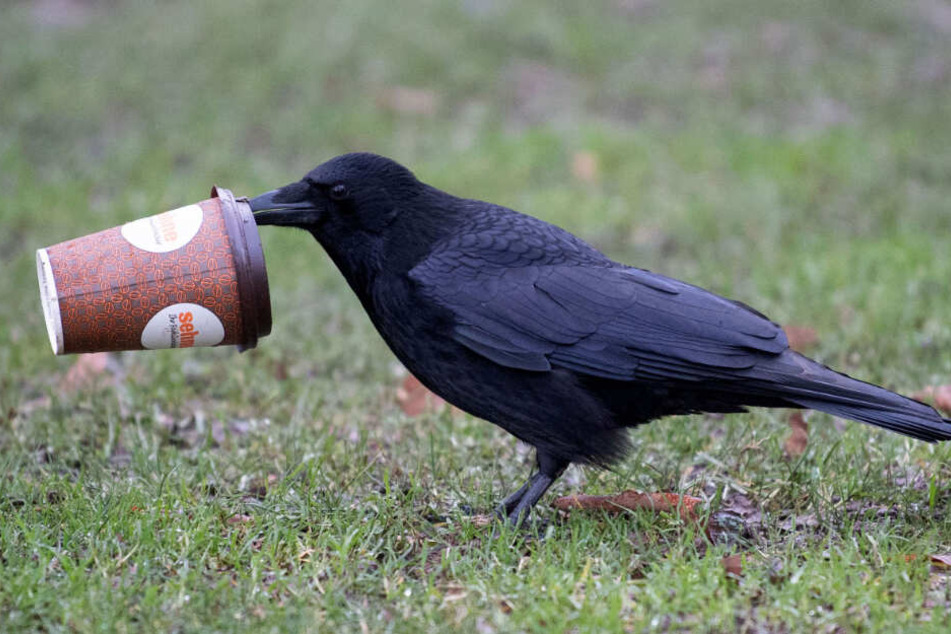 Ein Vogel hält mit seinem Schnabel einen Pappbecher in die Höhe.