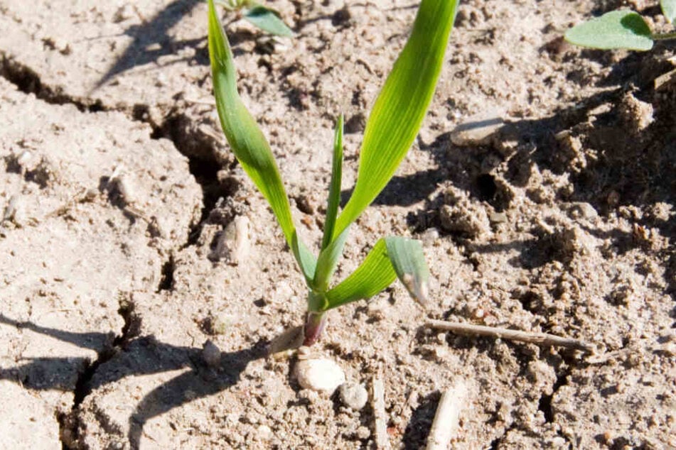 Die Trockenheit in Deutschland in diesem und dem letzten Sommer fällt auf – Vorboten des Klimawandels?