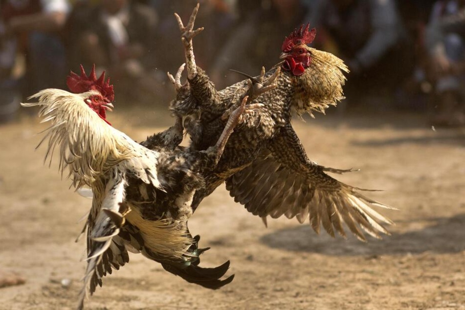 Ein Hahnenkampf in Indien während der Feierlichkeiten zum Jonbeel Fest. (Archivbild)