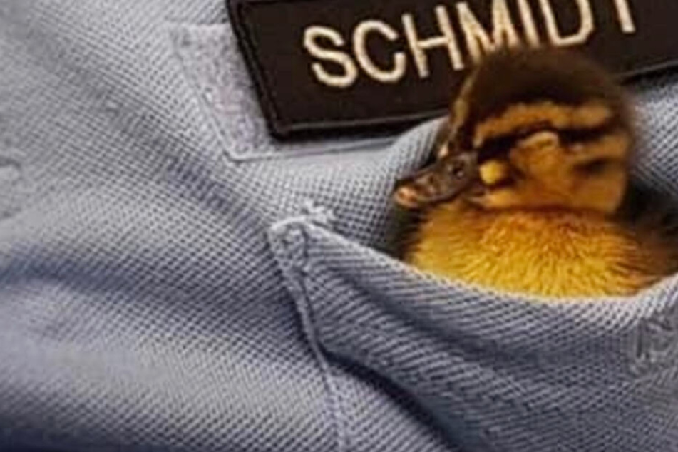 Das flauschige Entenküken erhielt einen ganz besonderen Platz.