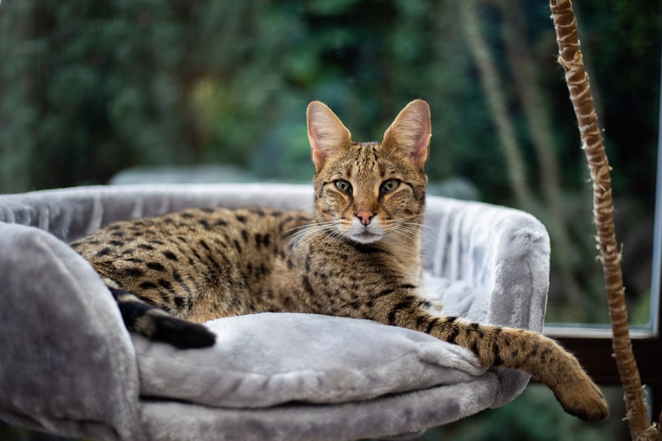 Die temperamentvolle Savannah Katze springt bis zu zwei Metern aus dem Stand.