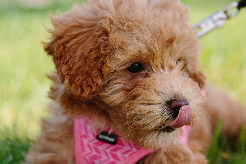 It's important for a puppy to be trained out in nature.