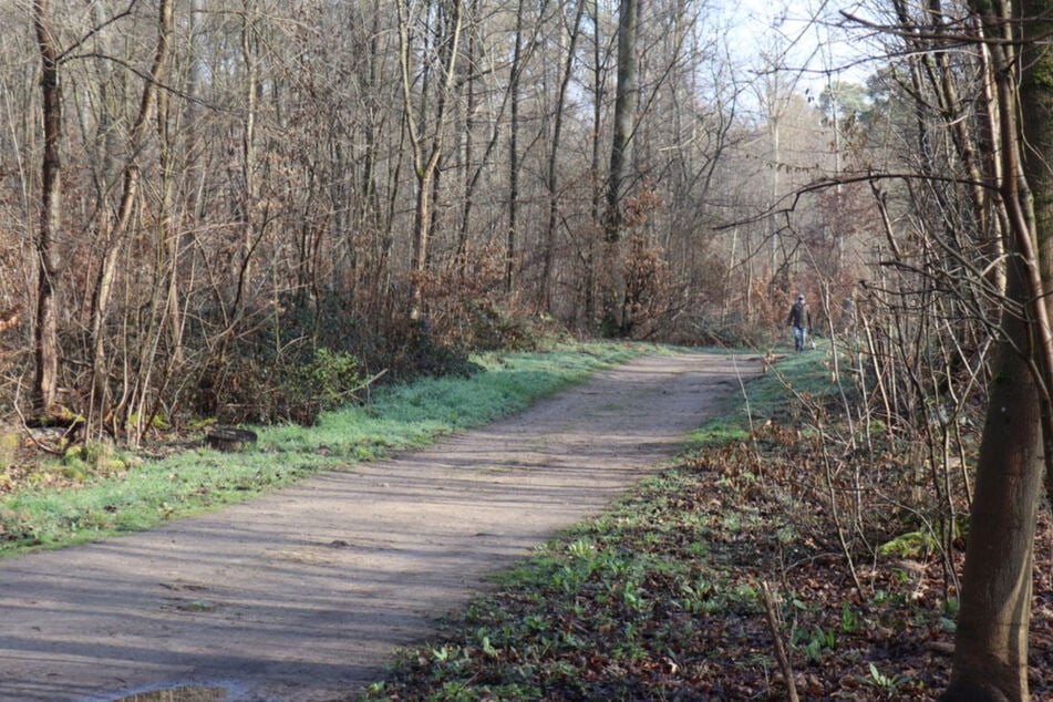 Mehr als 40 Schläge mit Ästen: 17-Jähriger wegen brutalem Mord an Freundin vor Gericht