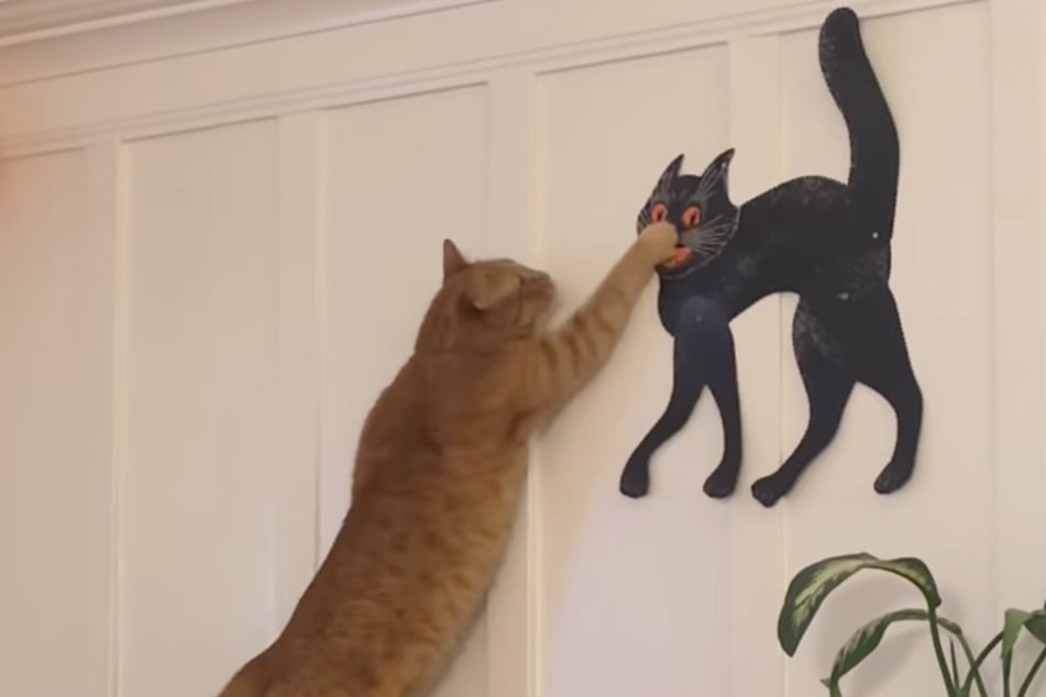 ¡Toma esto! El gato Milo le da un golpe a la “gata” justo en la cara. Pero no logra mucho.