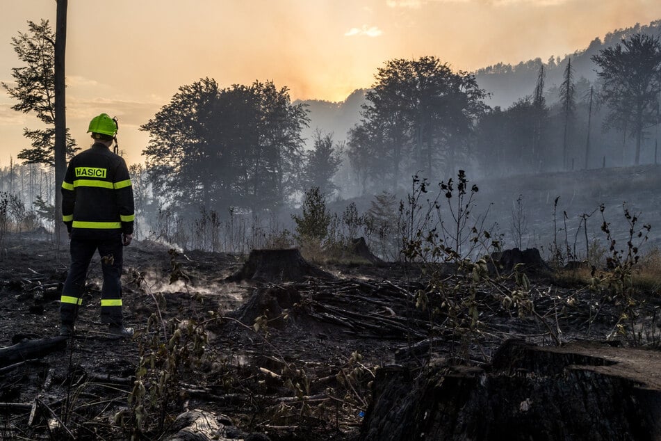 Ein Feuerwehrmann in Uniform 2022 in einem niedergebrannten Waldstück im Elbsandsteingebirge.