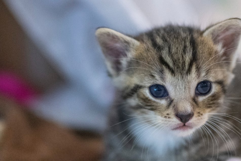 Unmenschliche Tat: Verletzte Katze einfach in Müllsack entsorgt