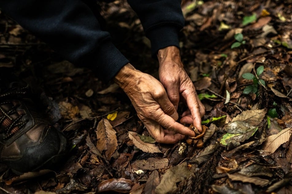 Masana Izawa shows mushrooms growing in his forest in Sakuragawa, Ibaraki Prefecture, Japan.