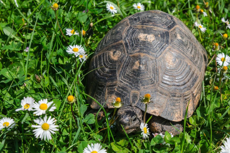Sind Schildkröten Einzelgänger? Kann man sie alleine halten?