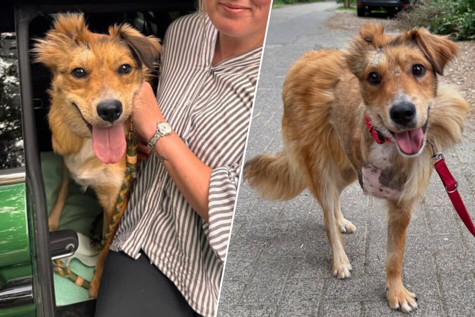 Hund Dingo verlor bei einem schlimmen Unfall in Rumänien ein Bein und konnte in Deutschland durch das Tierheim Köln Dellbrück erfolgreich vermittelt werden.