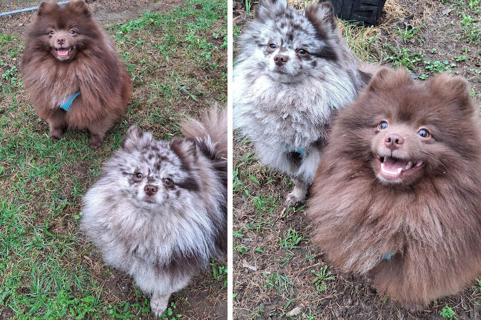 Die beiden Brüder sind äußerst aufgeschlossen und sprühen vor Energie.