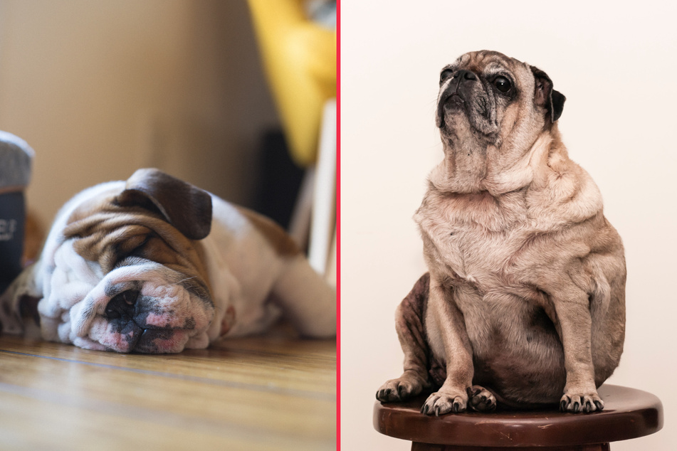 What are the world's ugliest dog breeds? Top 10