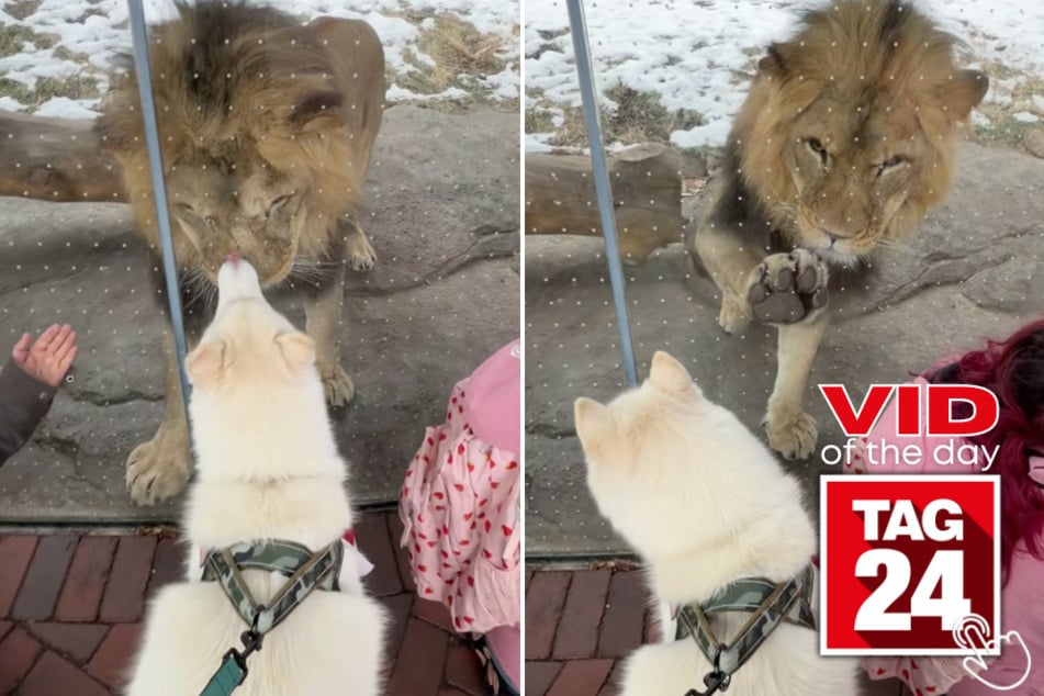 Who knew a husky and a lion could look like instant best friends?