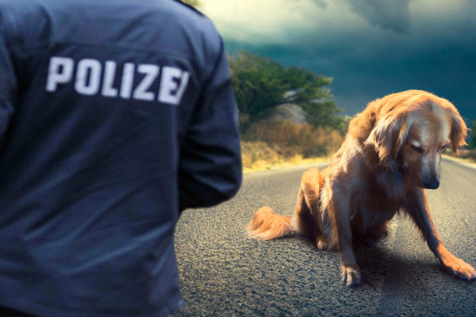 Der mysteriöse Hund hält sich anscheinend schon seit mehreren Tagen bei der A5 auf (Symbolbild).