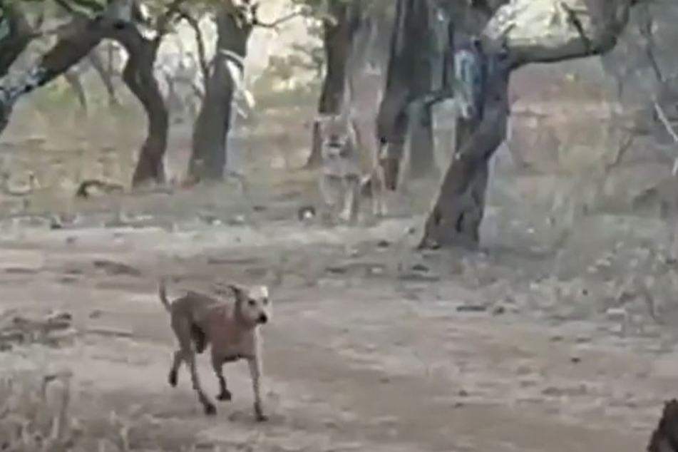 Hund legt sich mit Löwe an Irres Video zeigt, wie es ausgeht! TAG24