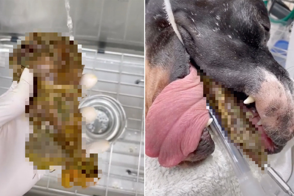 Hund in Not: Was ziehen Tierärzte denn da aus seinem Maul?
