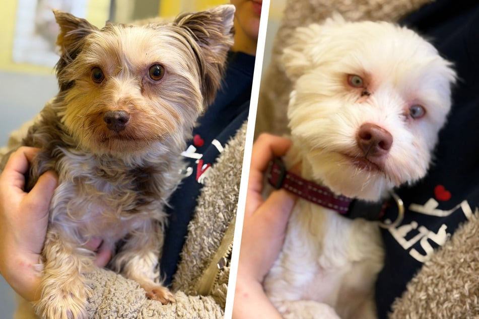 Die beiden Vierbeiner Ernie und Bert verbindet eine Freundschaft, die allen Handicaps trotzt. Fehlt nur noch das ganz große Happy End.