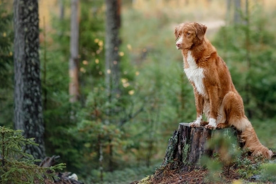 Leinenpflicht im Wald? Verstöße können Hunde gefährden - und teuer werden