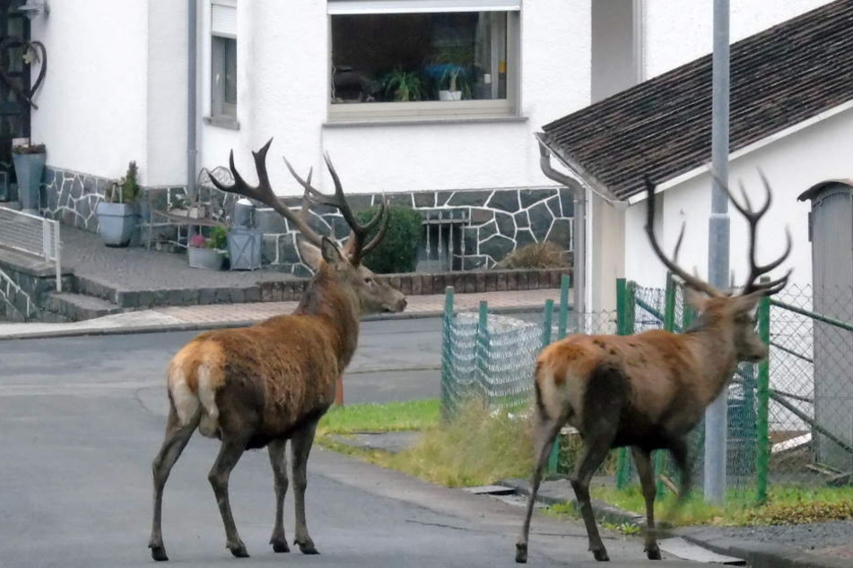 Bürgermeister Andreas Thomas ist alles andere als begeistert von den Hirsch-Besuchen.