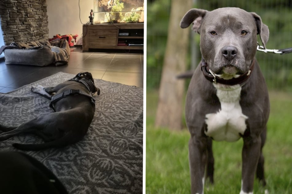 Der tapfere Pitbull-Mix Buddy sucht mit seinen aktuellen Vermietern einen kuscheligen Schlafplatz für die Zeit nach der OP.