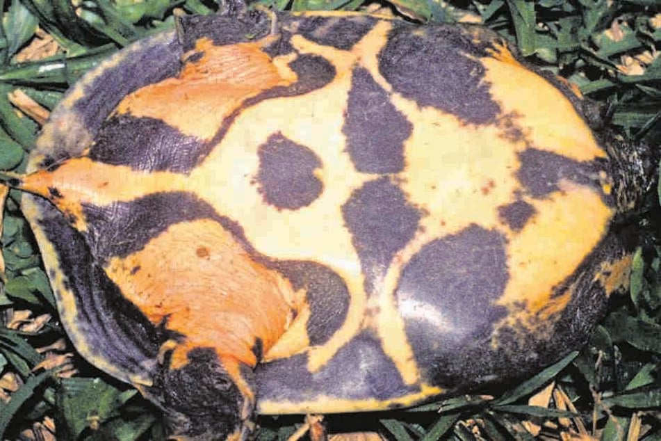 So sieht sie aus, die neu entdeckte Flecken-Weichschildkröte (Pelodiscus variegatus).