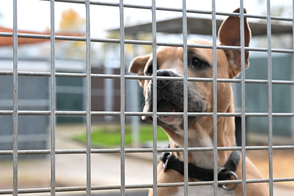 Neben der entsprechenden Zeit, die man für einen Hund aufbringen sollte, spielt auch die finanzielle Lage eine wichtige Rolle bei der Anschaffung eines Haustieres.