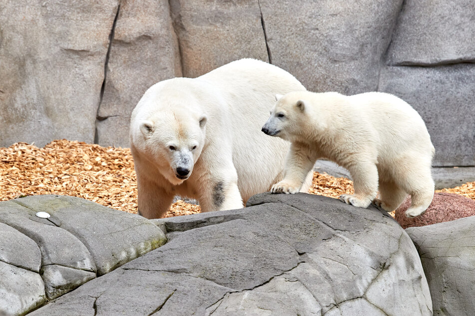Eisbärenmutter Victoria (20) und Eisbärbaby Anouk im Tierpark Hagenbeck.