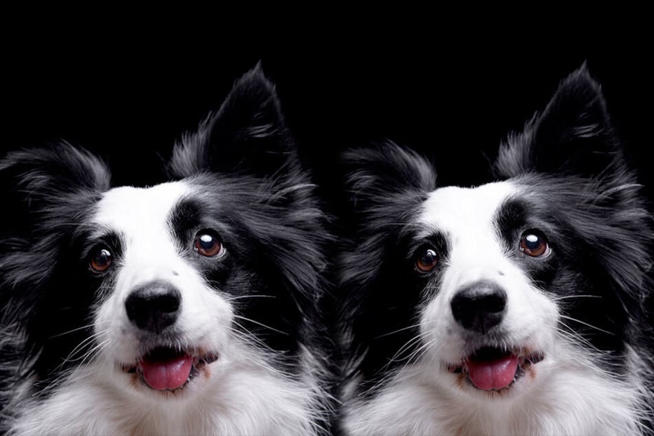 Das doppelte Hundchen. (Symbolbild)