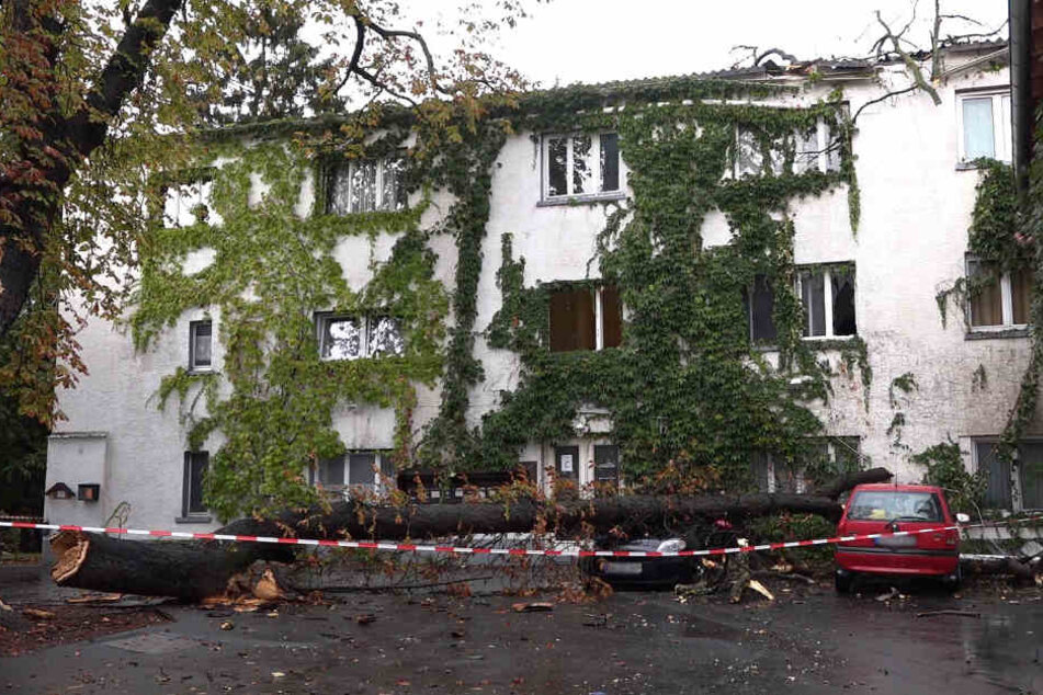In Darmstadt-Eberstadt krachte ein Baum auf ein Haus sowie ein Auto.
