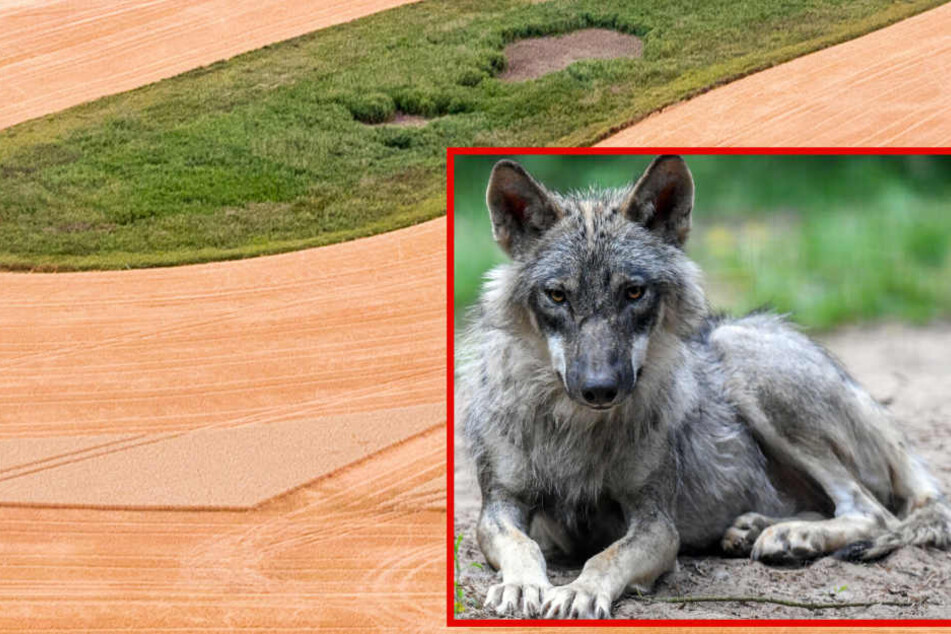 Östlich von Magdeburg wurde auf einem Feld ein erschossener Wolf gefunden. (Symbolbild)