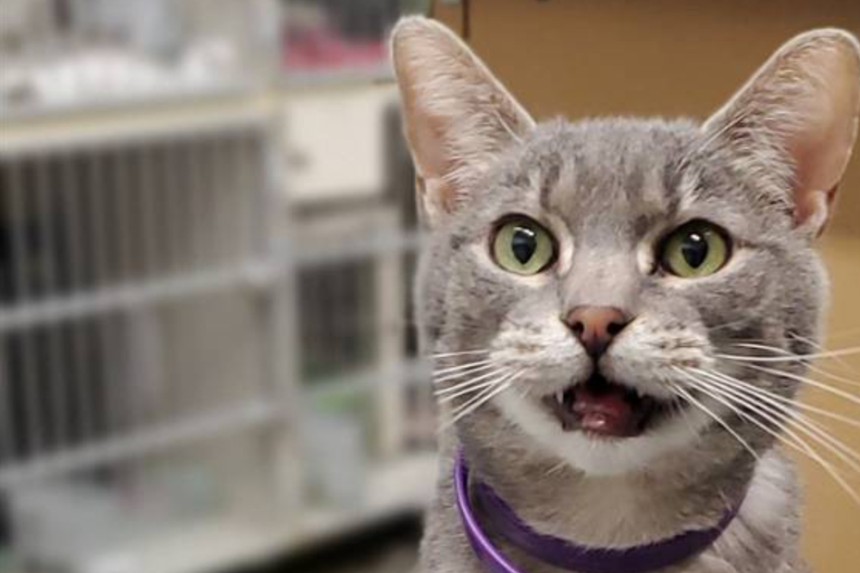 Cat stuck in shelter for nearly a decade gets a sweet surprise!