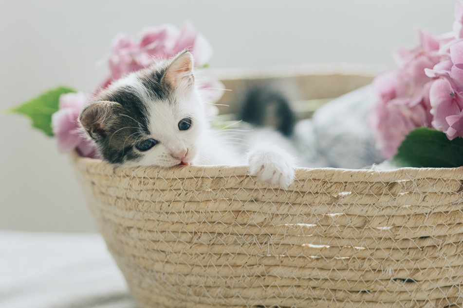 Wer Wert auf umweltfreundliche Materialien setzt, der liegt mit der Wahl dieses Katzenkörbchens aus geflochtenen Maisblättern richtig.