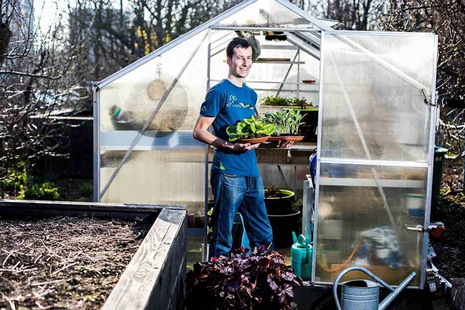 Jörg Fischer (34) mit Salat- und Kohlrabipflanzen fürs Gewächshaus. Tipp: Der Stadtverband der Kleingärtner präsentiert sich kommende Woche auf der Ostermesse mit einer Erlebniswelt.