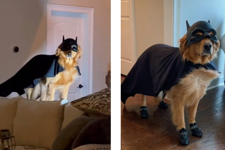 Batdog to the rescue! Golden retriever's heroic alter ego wows the internet