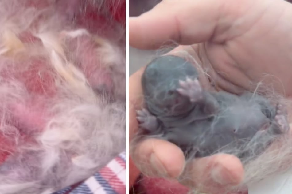 Das Kaninchen hatte nichts Geringeres als sechs Babys unter der Bettdecke auf die Welt gebracht.