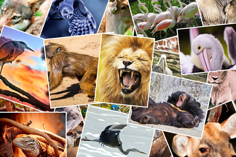 Am 4. Oktober, dem Welttierschutztag, geht es um das Tierwohl auf der ganzen Welt.