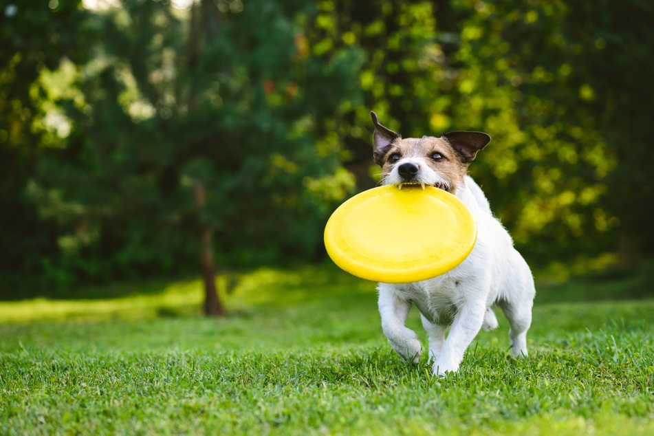 Viel Auslauf macht ein Garten für Hunde attraktiv und hervorragend für Wurf- und Suchspiele geeignet.