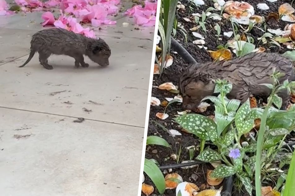 Molly Spalter couldn't figure out what strange animal had made its way into her garden, but the small creature's identity would soon be revealed!